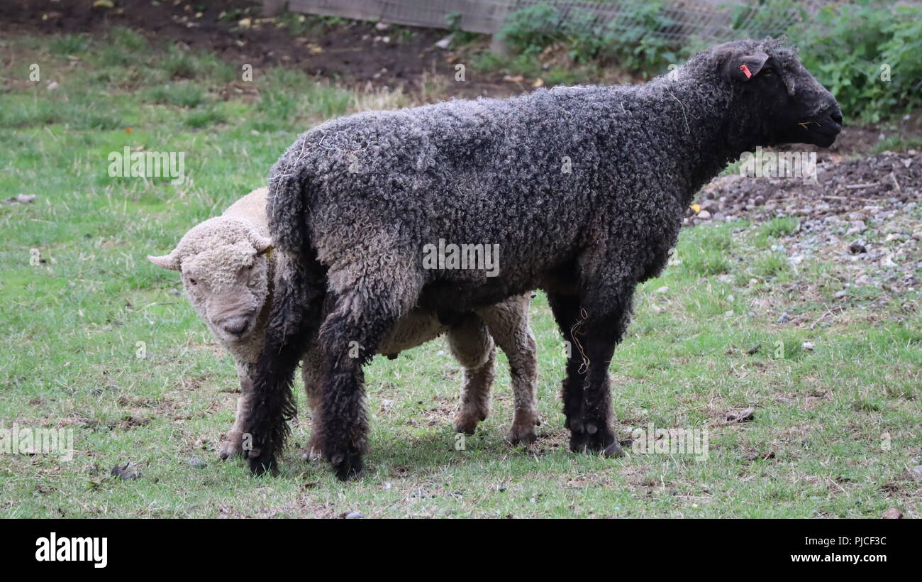 Schwarze und weiße Schafe auf Gras an Mudchute Farm Stockfoto