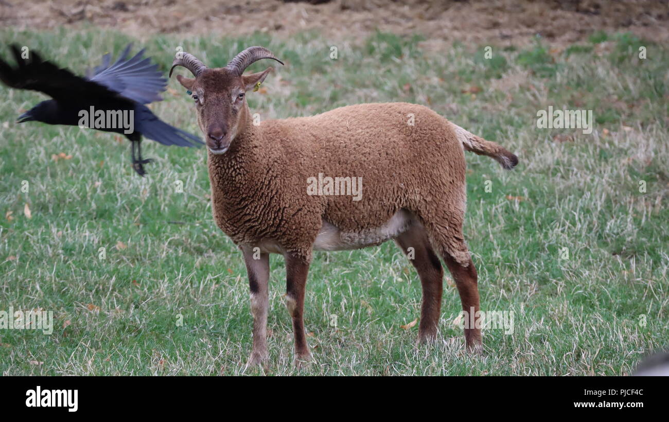 Ziege und Vogel auf Gras an Mudchute Farm Stockfoto