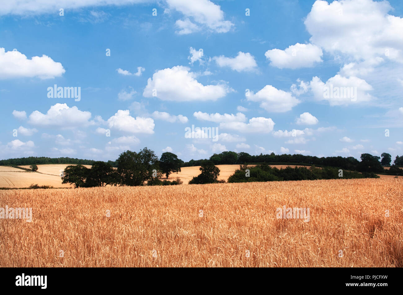 Felder zwischen Plaue und Alvechurch im heißen Sommer Trockenheit. Stockfoto