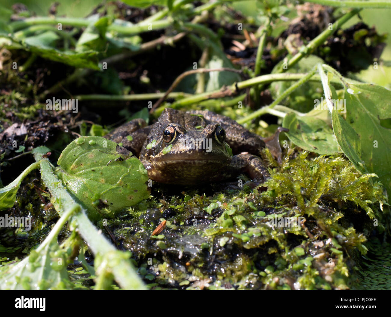 Augenhöhe Gesicht auf Portrait von Gemeinsamen Europäischen Frog, Rana temporaria, sitzen auf den Felsen, die von Wasserpflanzen umgeben. Stockfoto
