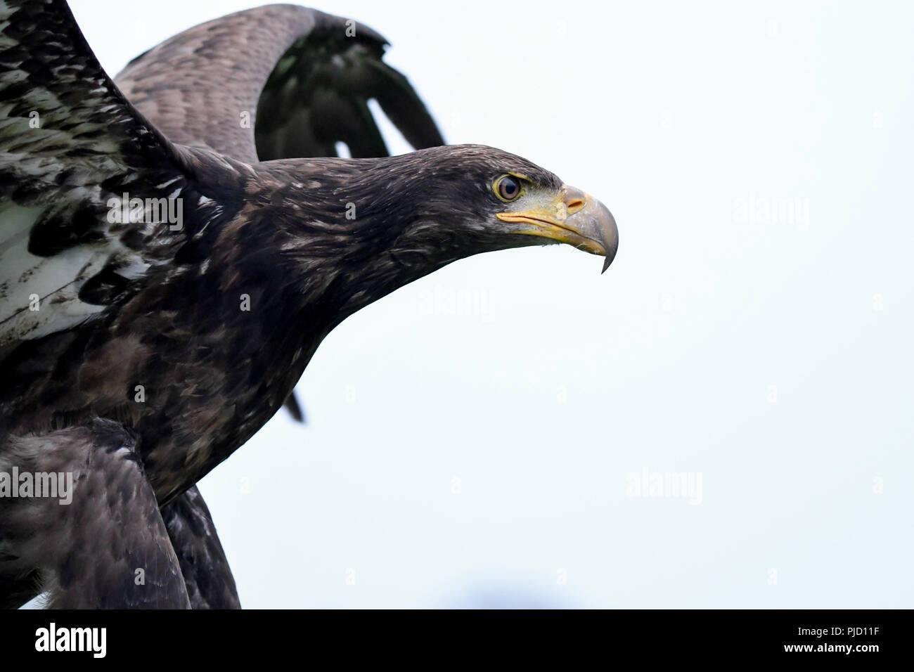 American Eagle 10. Stockfoto