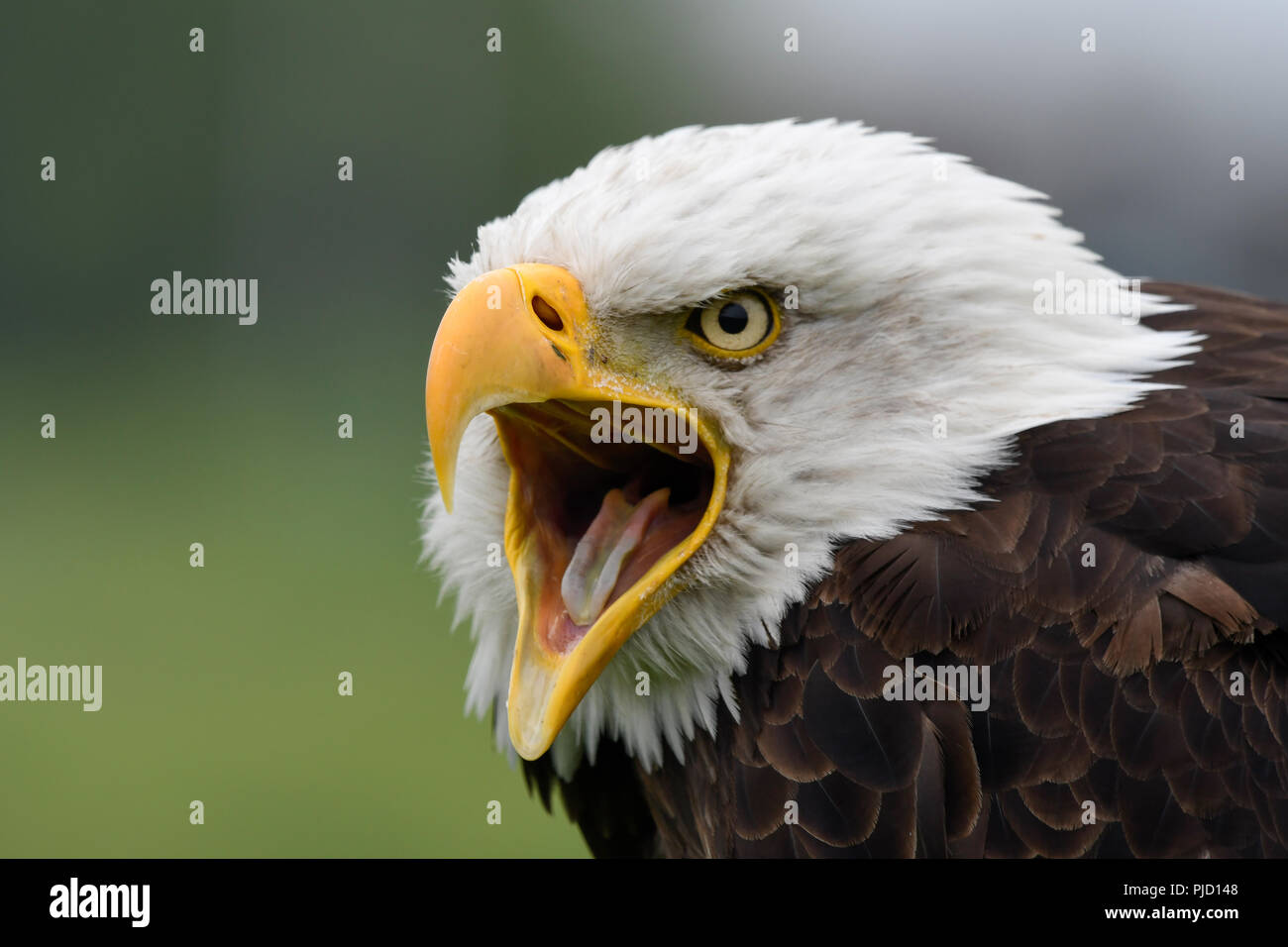 American Eagle 09. Stockfoto