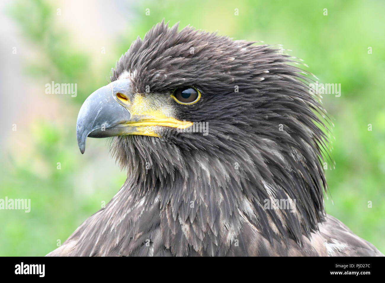 American Eagle 06. Stockfoto