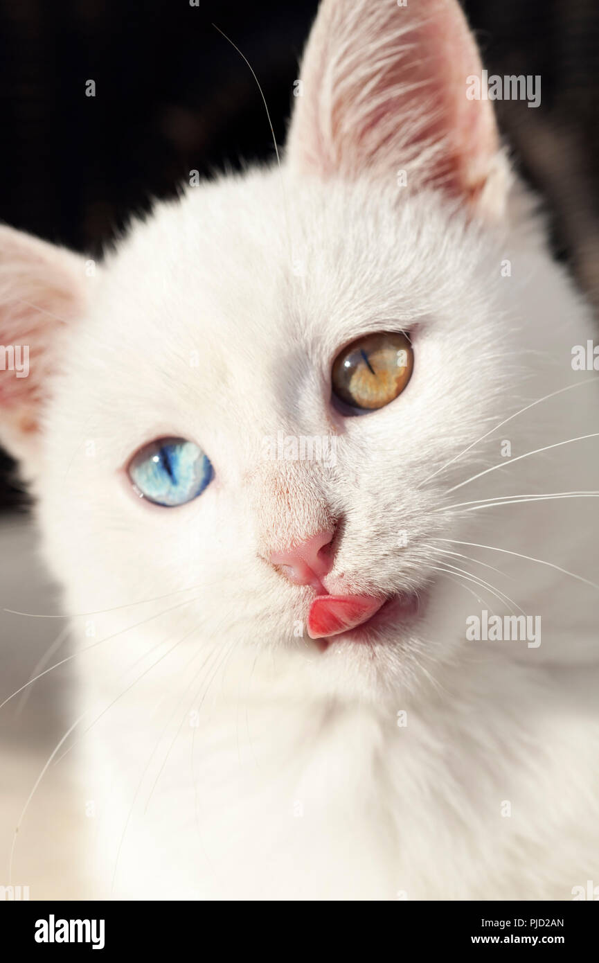 Porträt einer wunderschönen weißen Odd eyed Kätzchen vor einem schwarzen Hintergrund Stockfoto