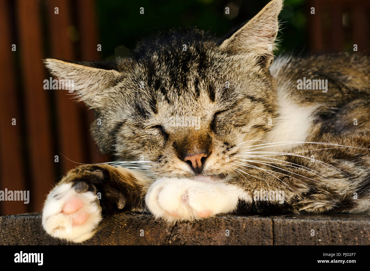 Nahaufnahme einer schlafenden Katze Stockfoto