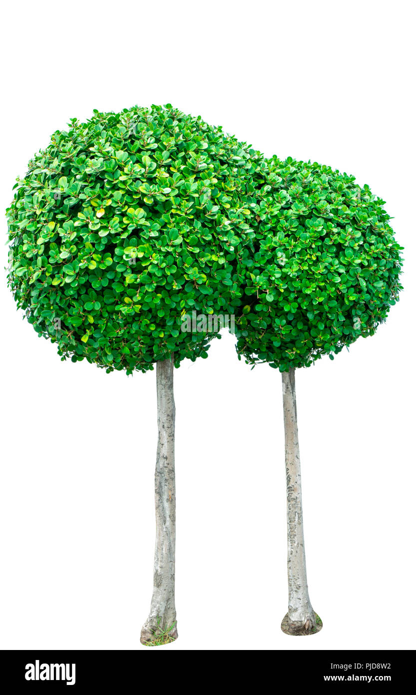 Kreisförmigen grünen Baum für dekorative auf weißem Hintergrund. Garten Dekoration mit getrimmt Bush. Grüne Büsche für Japanischen Garten desi Stockfoto