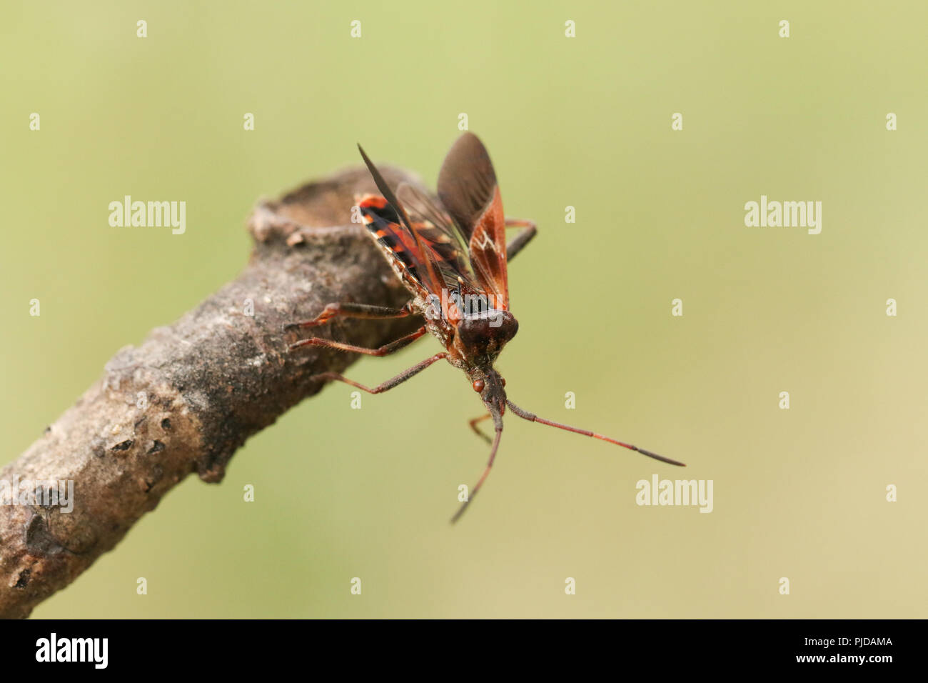 Eine hübsche Western Nadelbaum Same Bug (Leptoglossus occidentalis) Coreidae Anzeige auf einen Zweig. Stockfoto