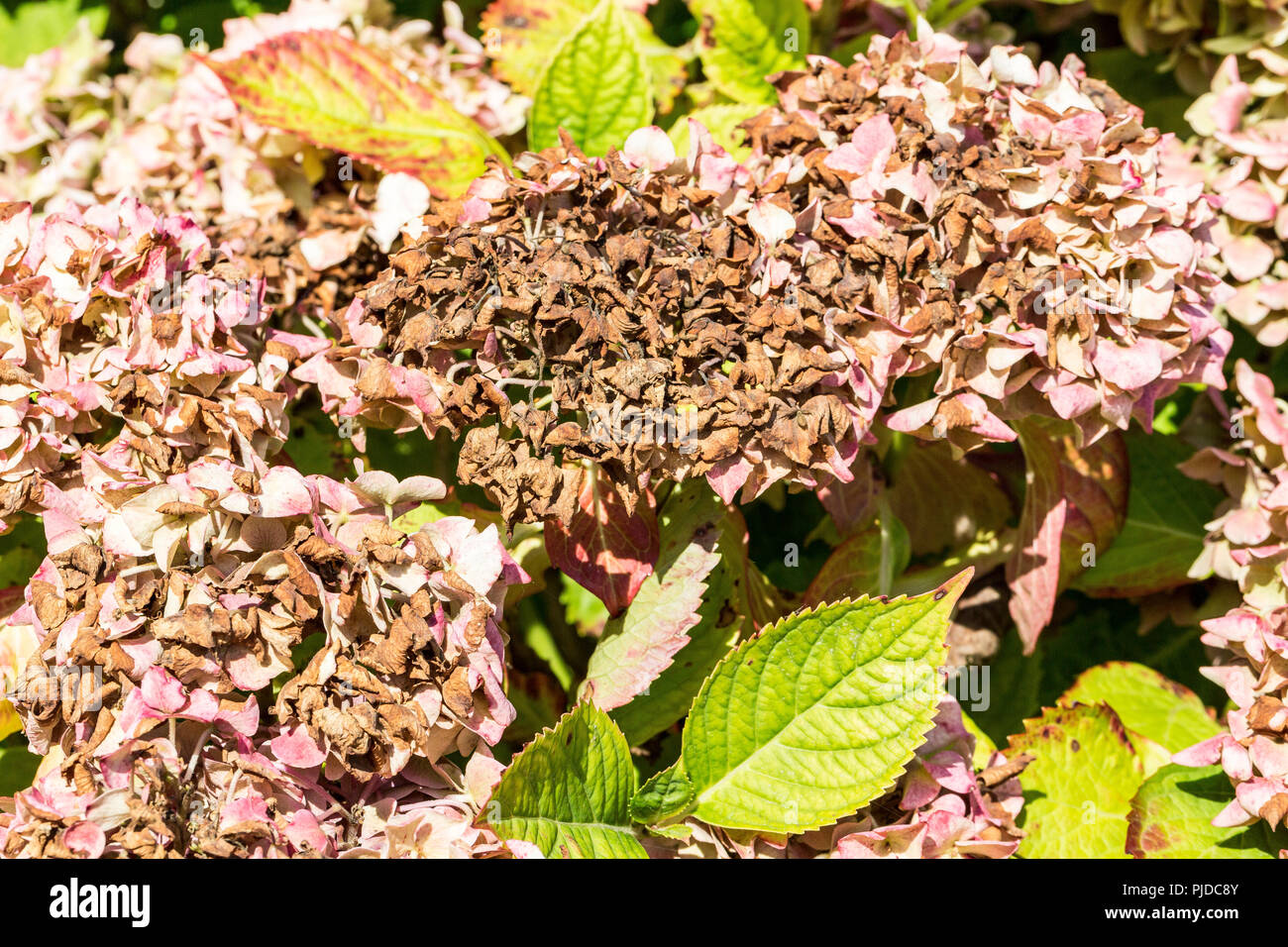 Krankheit der Blume hortensie Hortensie wegen des Mangels an Wasser und Verschmutzung. Armillaria Mellea, chlorosen Virus Parasit ascale Insekten Milbe milbensauger können Stockfoto