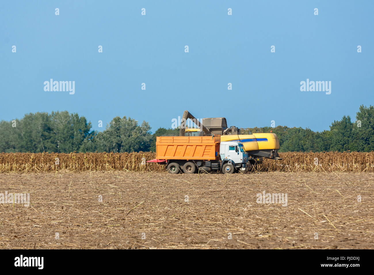 Erntemaschinen Ernte gereift Sonnenblumen auf einem Feld. Die Ölproduktion Konzept in der Landwirtschaft Stockfoto