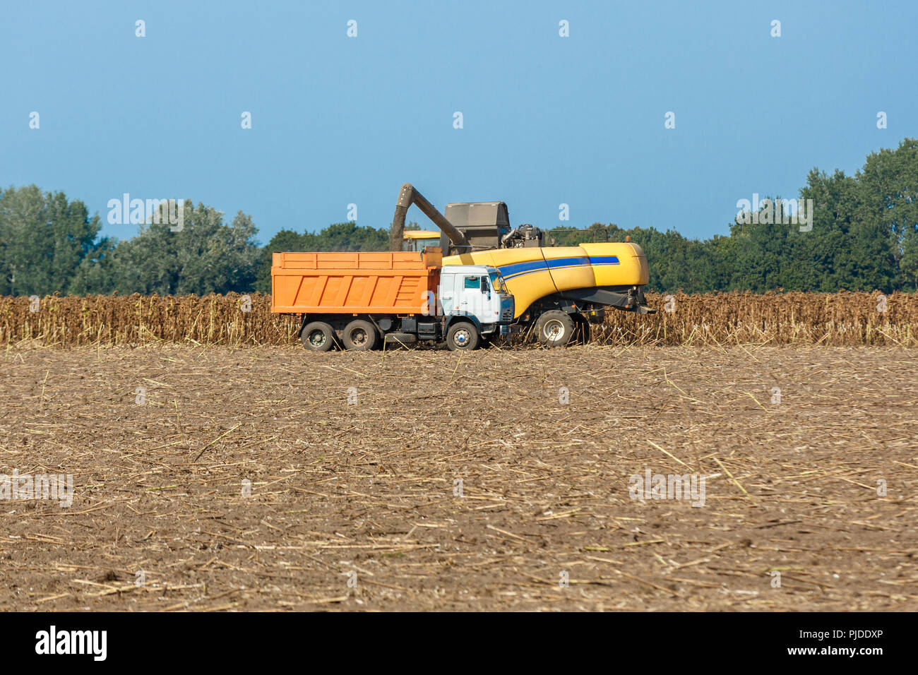 Erntemaschinen Ernte gereift Sonnenblumen auf einem Feld. Die Ölproduktion Konzept in der Landwirtschaft Stockfoto