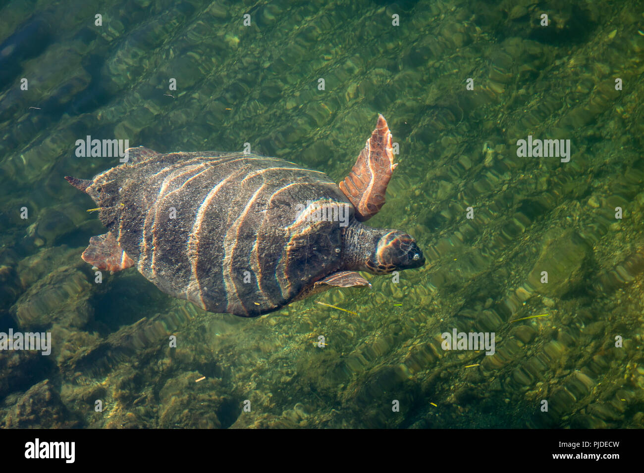 Meeresschildkröte Caretta caretta in der Bucht von Argostoli auf der griechischen Insel Kefalonia Stockfoto