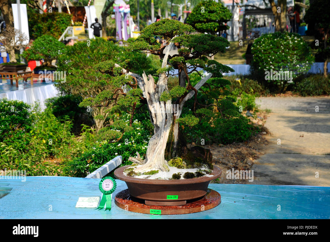 Bonsai wettbewerb Fotos und Bildmaterial in hoher Auflösung Alamy