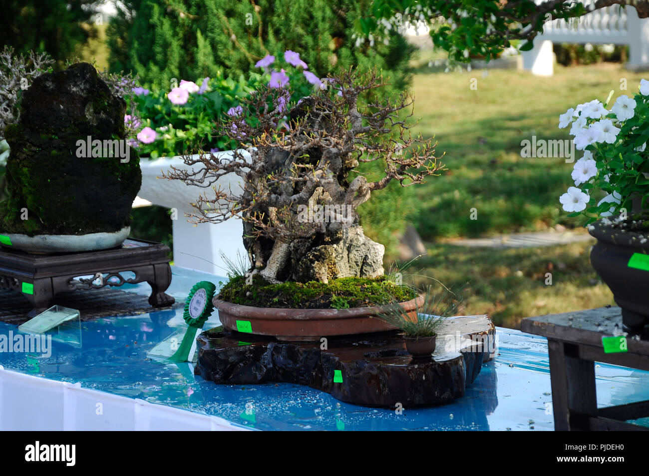 Bonsai display in chinese garden Fotos und Bildmaterial in hoher