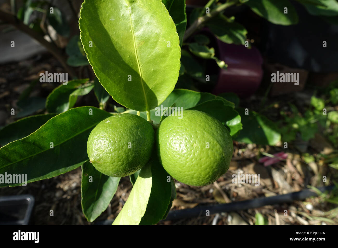 Citrus latifolia oder Tahitian Limes wachsen auf einem Baum Stockfoto