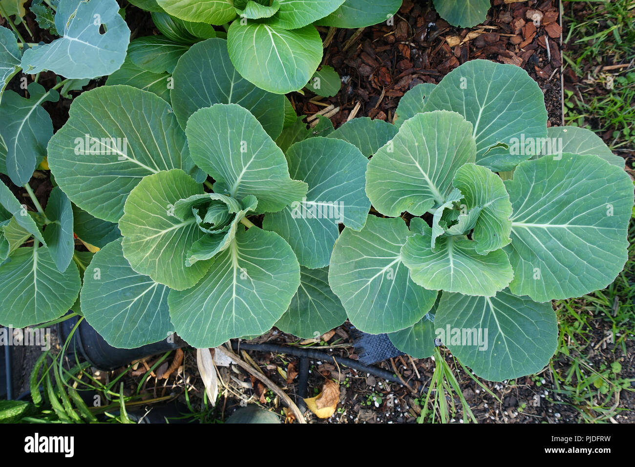 Bepflanzung Kohl auf Gemüsebeet Stockfoto