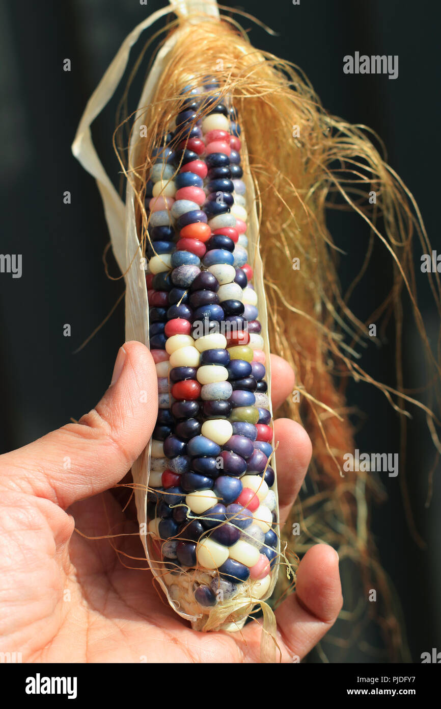 Nahaufnahme von Glas Juwel Mais Stockfoto