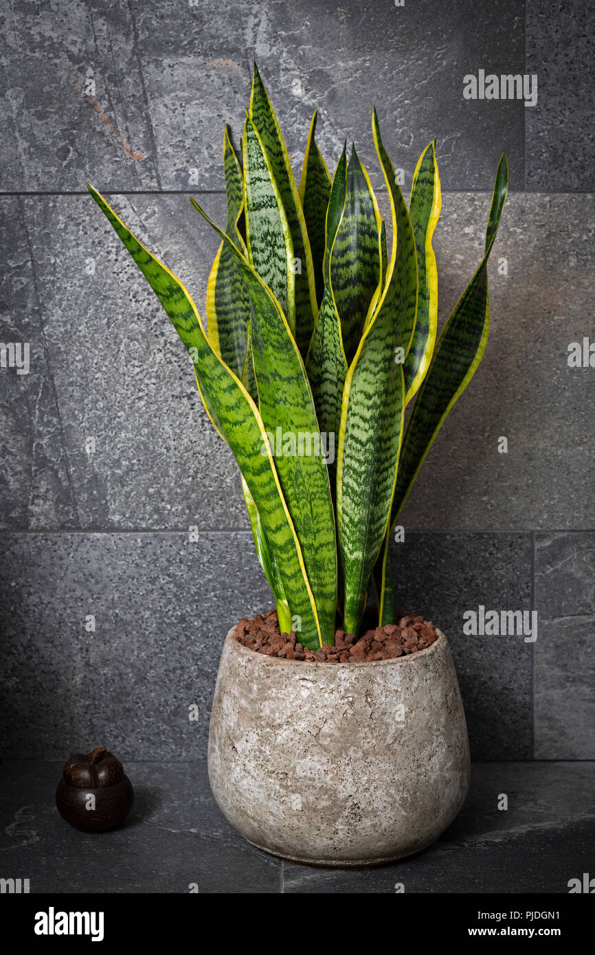 In einem zen Interieur, eine Sansevieria trifasciata (Asparagaceae ... In einem zen Interieur, eine Sansevieria trifasciata (Asparagaceae ...