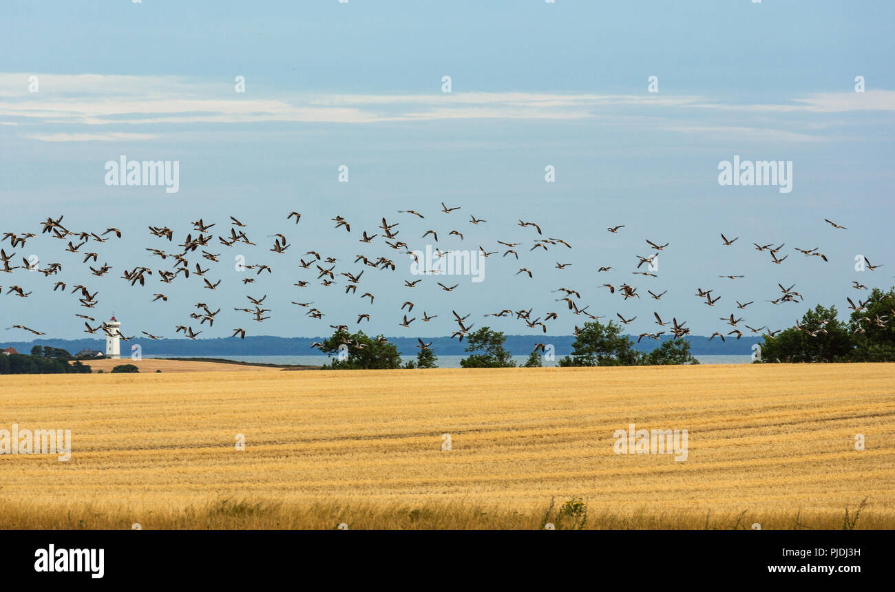 Schwarm Gänse auf Weizenfeld Stockfoto