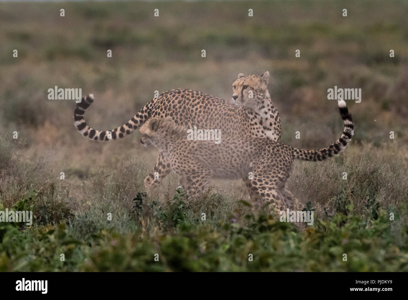 Einen weiblichen Geparden (Acinonyx jubatus) und seine cub Sparring, Ndutu, Ngorongoro Conservation Area, Serengeti, Tansania Stockfoto