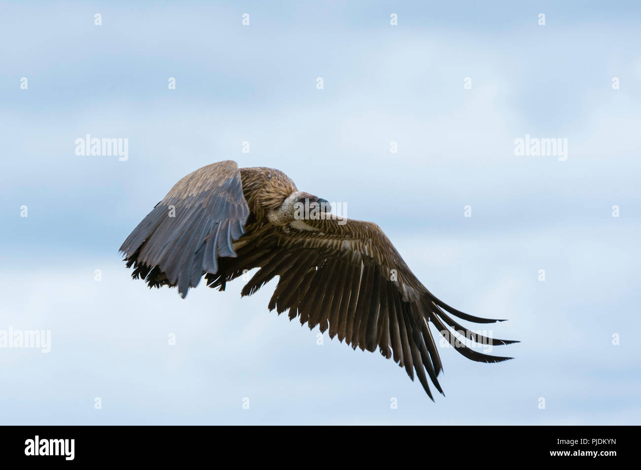 Weiß-backed Vulture (Tylose in Africanus) im Flug, Ndutu, Ngorongoro Conservation Area, Serengeti, Tansania Stockfoto