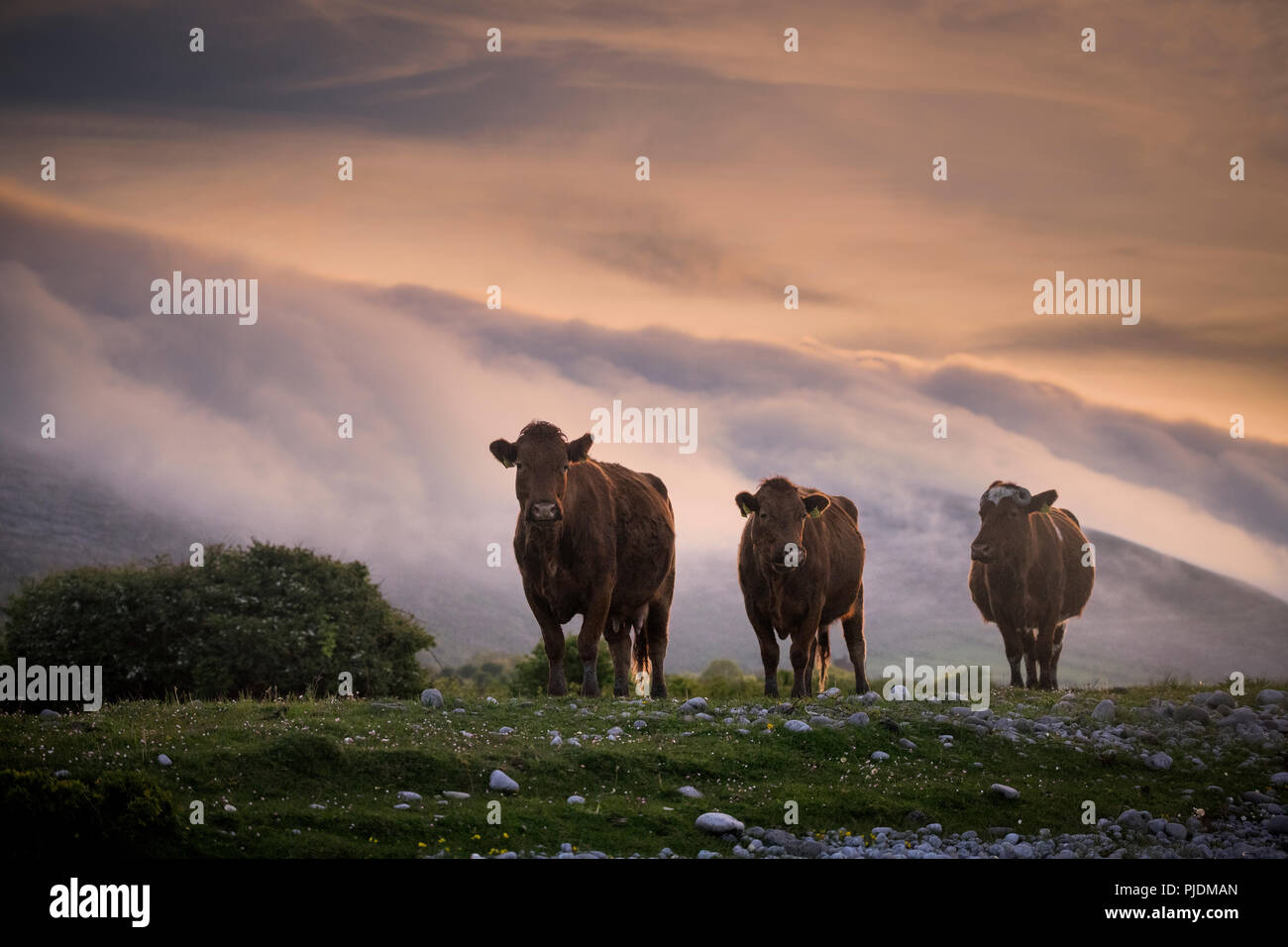 Kühe, schwebenden Nebel bei Sonnenuntergang im Hintergrund, Fanore, Clare, Irland Stockfoto