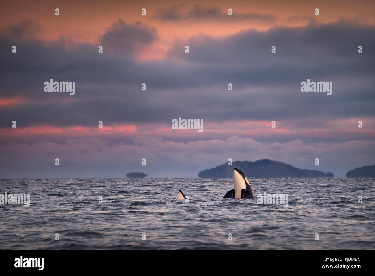 Orcas, Killer Wale spy hopping, Skjervøy, Troms, Norwegen Stockfoto
