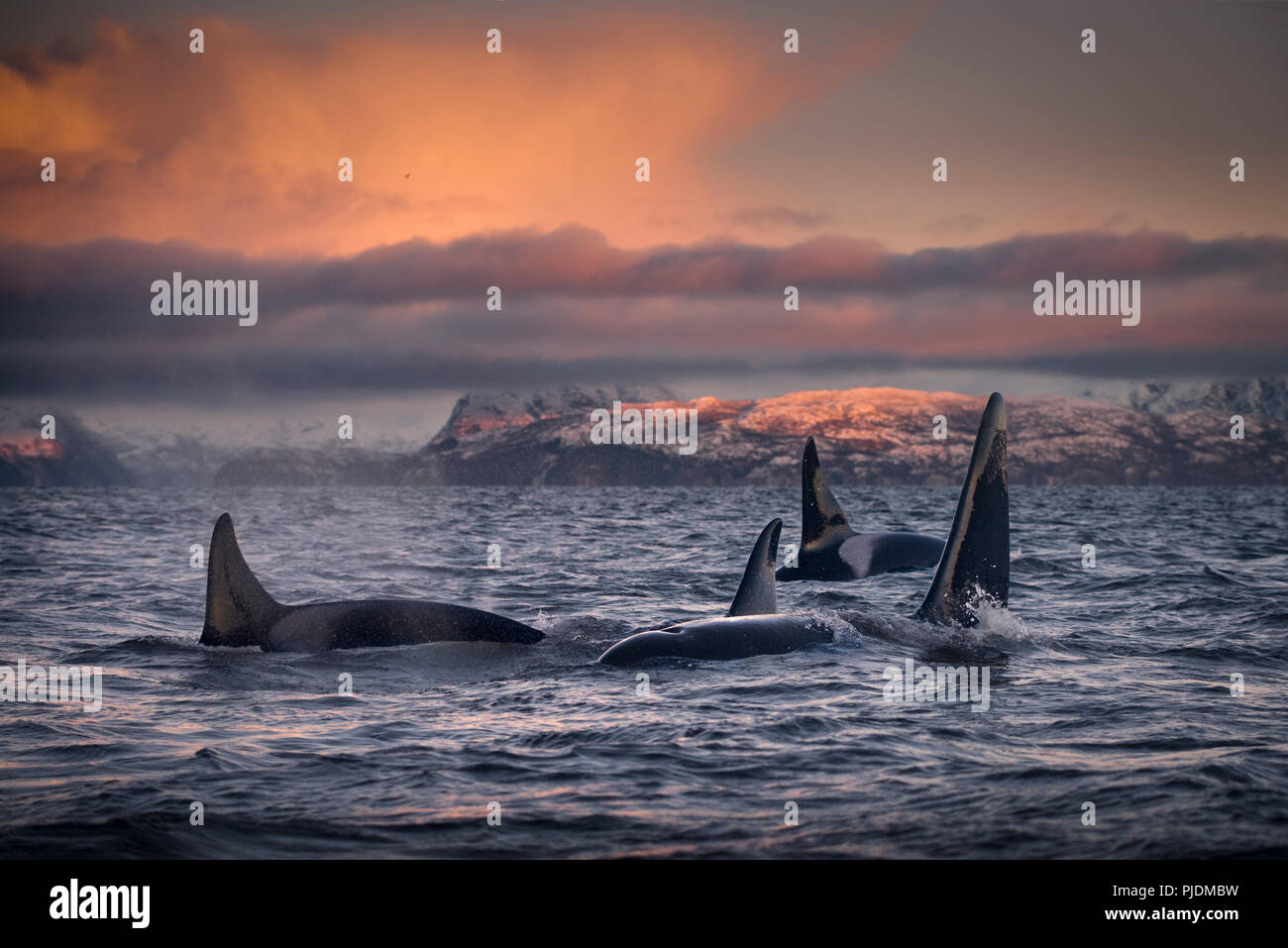 Orcas Schwertwale, Skjervøy, Troms, Norwegen Stockfoto