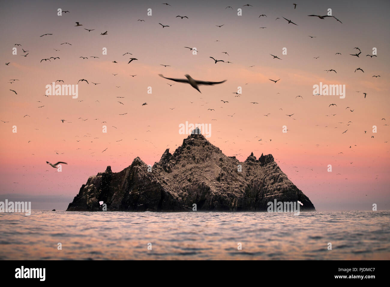 Gannet Kolonie um Skellig Felsen bei Sonnenaufgang, Portmagee, Kerry, Irland Stockfoto