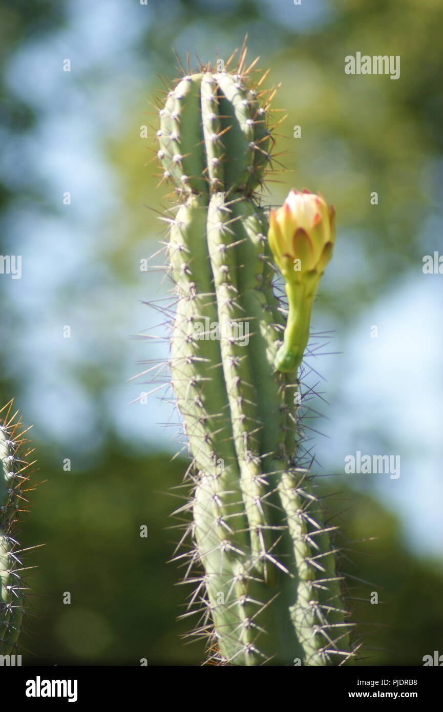 Gros Plan de Fleurs de Cactus jaune, in der Nähe von Yellow cactus Blumen, Nahaufnahme der kaktusgelben Sky, primer plano de Flores amarillas de cactu Stockfoto