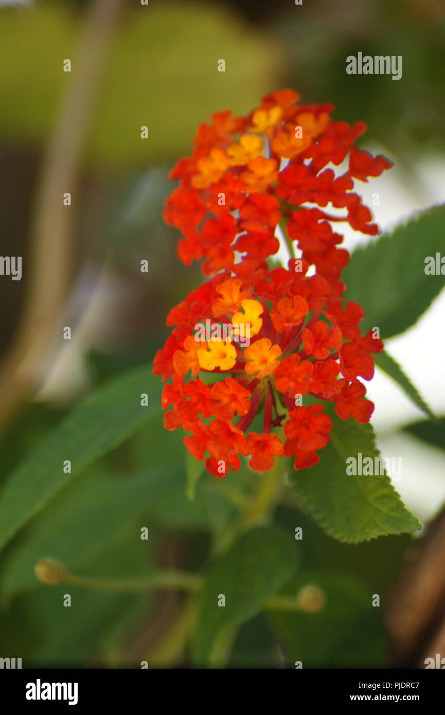 Auswahl alamy Stockfoto