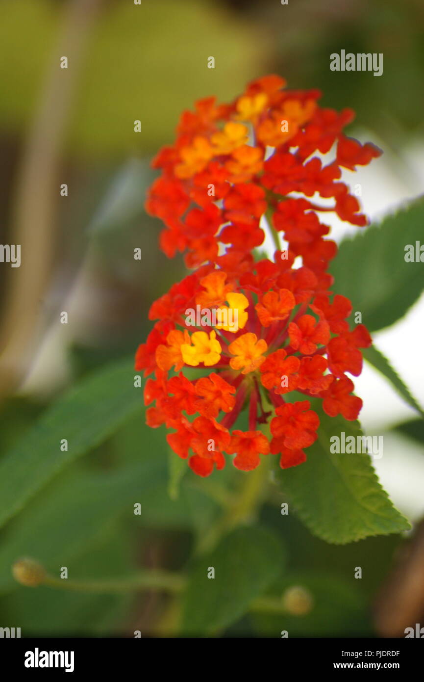 Gros Plan de fleurs orange et rouge de Lantana camara Verbenaceae, Nahaufnahme einer rot und orange Lantana camara Blume groß - Salbei, wild - Salbei, Rot - Salbei, w Stockfoto