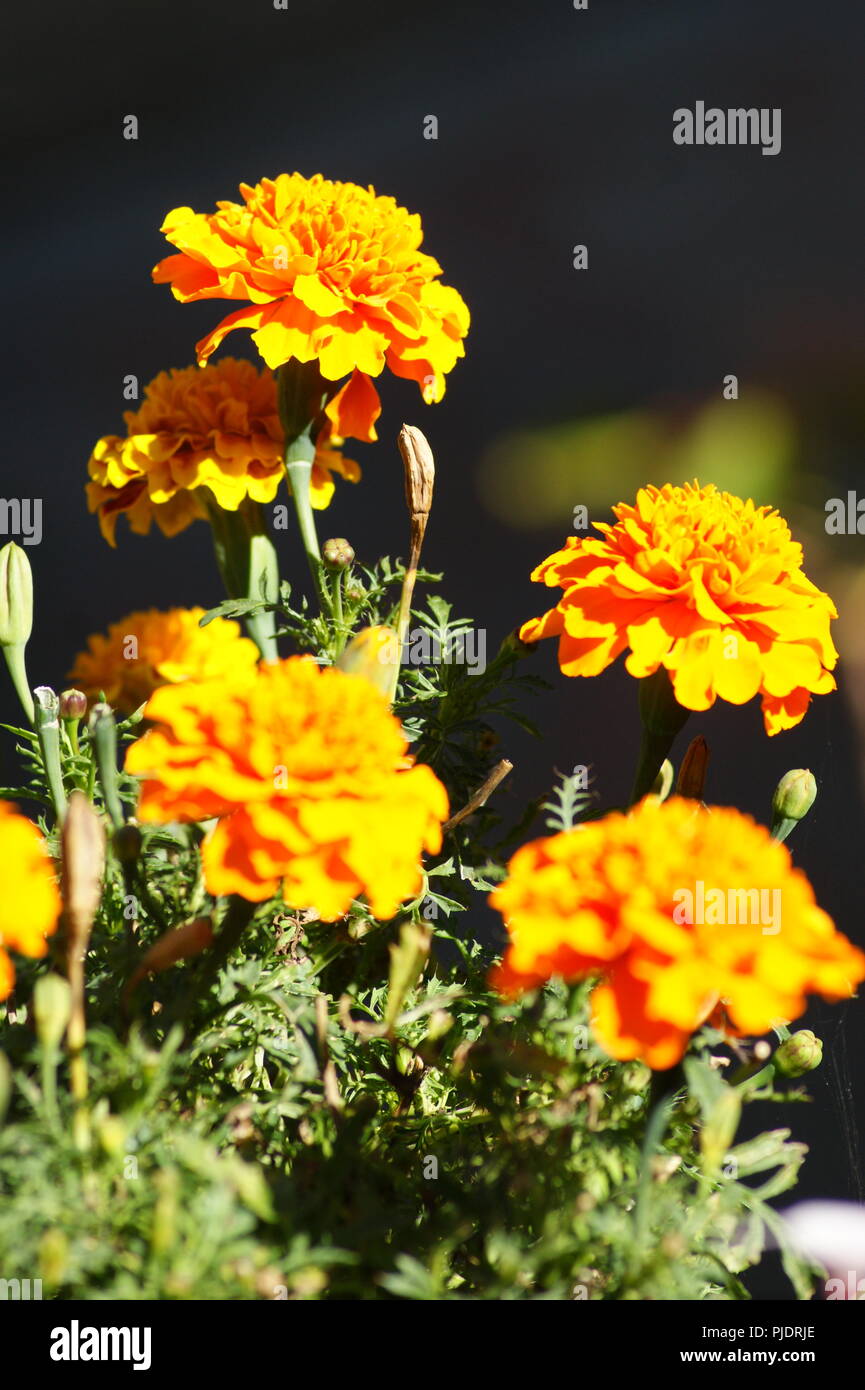 Gros Plan de fleurs d'oeillets d'Inde orange Tagetes Patula, in der Nähe von Orange indische Gartennelke-blumen Tagetes Patula, Nahaufnahme von orangefarbene Stockfoto