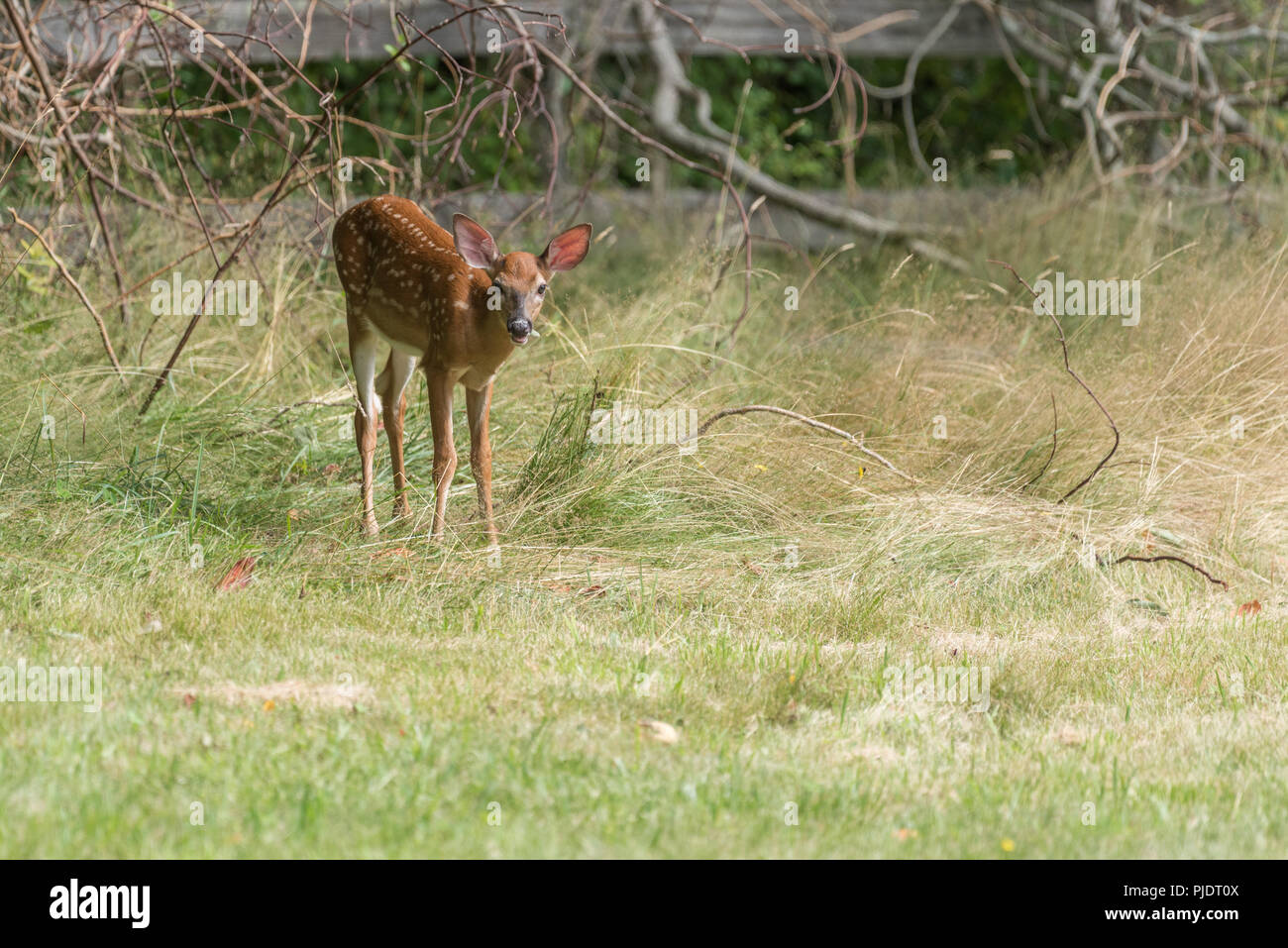 Baby deer Fawn mit weißem Fell dapples auf Erkundung im langen Gras Stockfoto