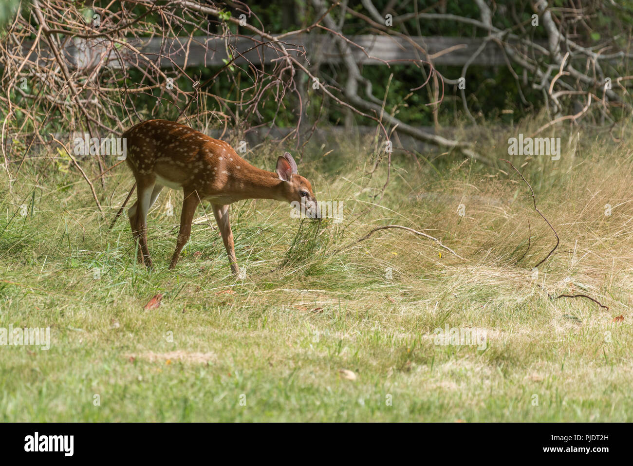 Baby deer Fawn mit weißem Fell dapples auf Erkundung im langen Gras Stockfoto