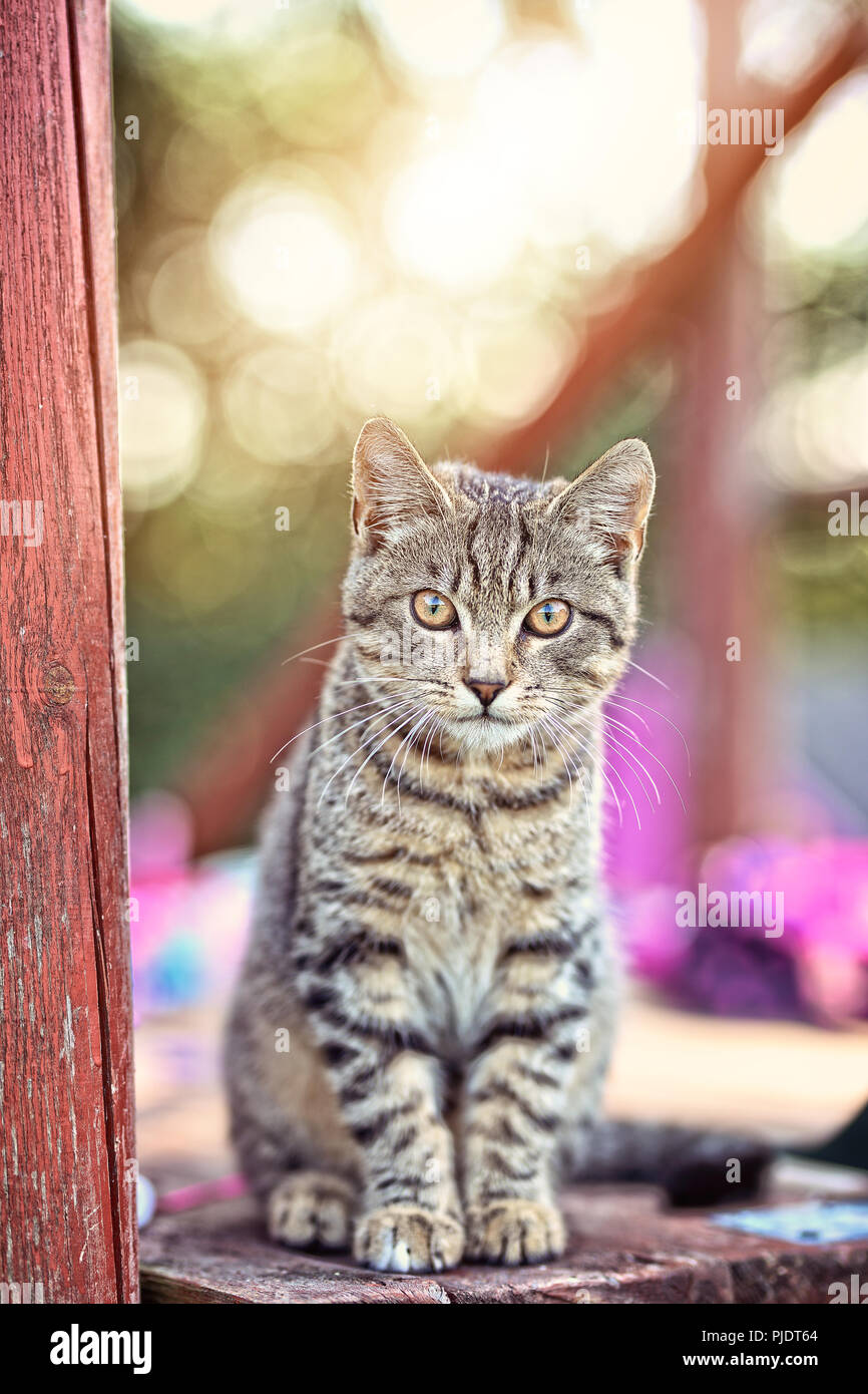 Charmante Katze mit schönen Augen Stockfoto