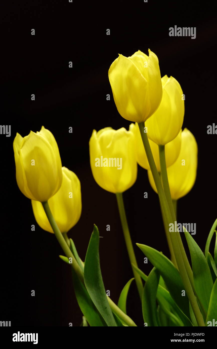 Gelbe Tulpen mit dunklem Hintergrund in einem Garten in Belgien. Stockfoto