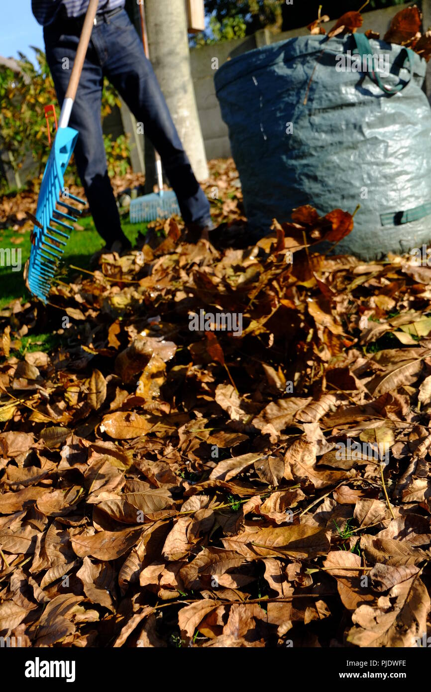 Ein Mann sammelt in einem belgischen Garten Blätter. Der Herbst ist gekommen, und es gibt einen großen Haufen, der auf Rang kommt. Stockfoto