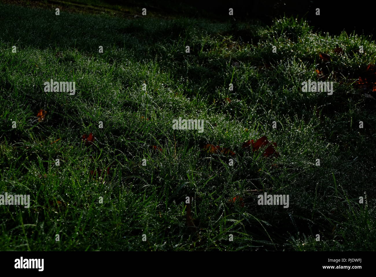 Die grüne wiese gras von einem Garten in Mol, Belgien zeigt seine Tau in einer dunklen Umgebung, wo Licht und Schatten spielen. Einige Blätter im Herbst liegen dazwischen. Stockfoto