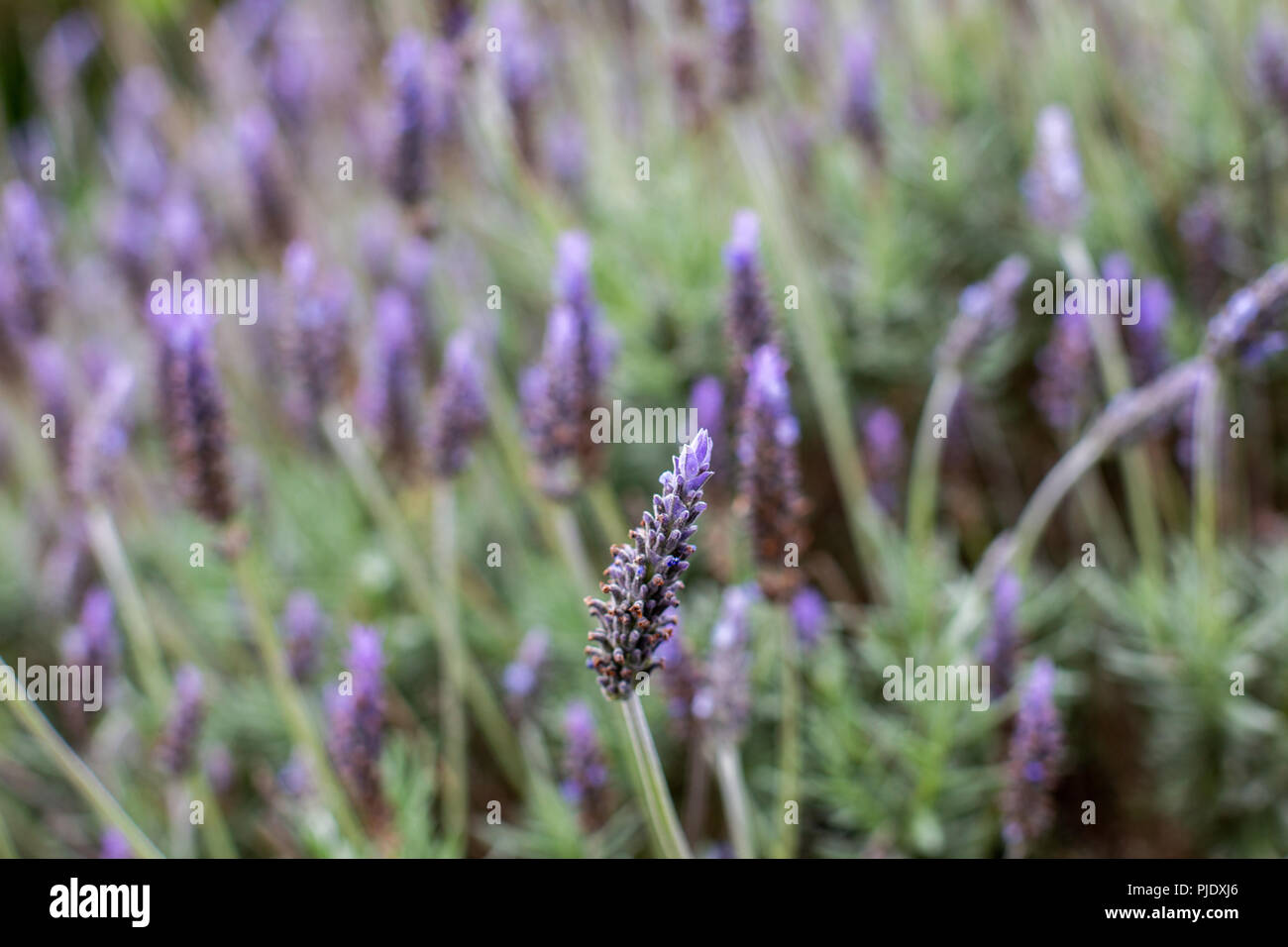 Ein lila Lavendel Blume Bush mit einer selektiven Fokus in Adelaide, South Australia am 5. September 2018 Stockfoto