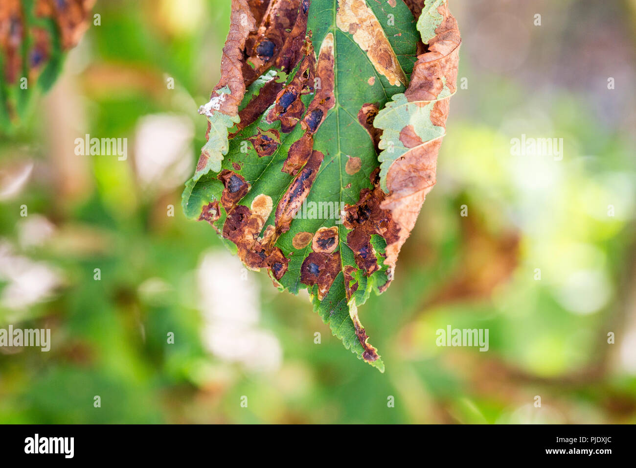 Close-up Beschädigung der Blätter der Kastanie Miner moth Cameraria ohridella. Pilzerkrankung Pilz conidium ascopore canker Phytophthora Epidemie Stockfoto