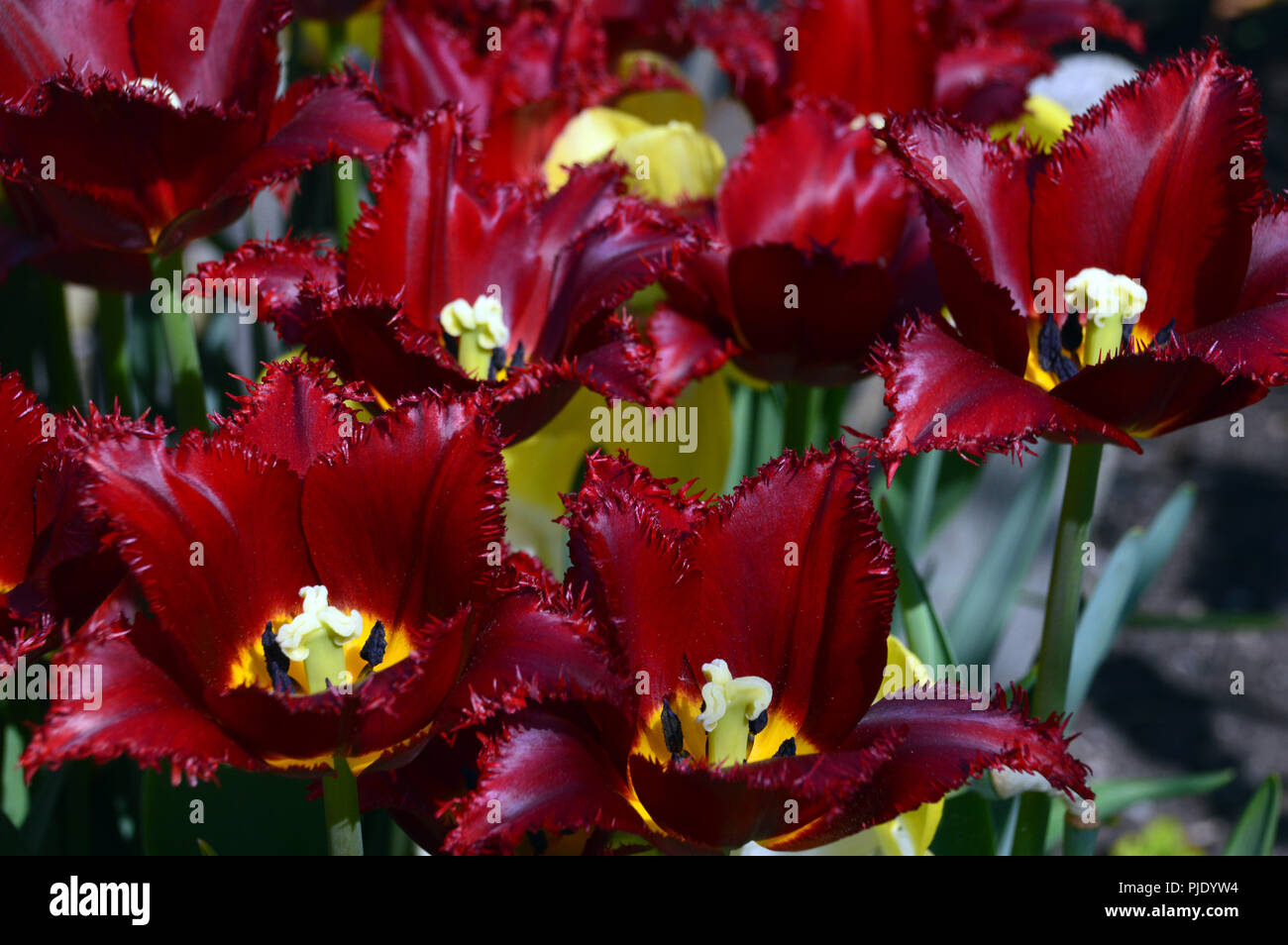 Der dunkelrote Lacy Gefranste Tulpe 'Pacific Pearl' auf dem Display an RHS Garden Harlow Carr, Harrogate, Yorkshire. England, UK. Stockfoto