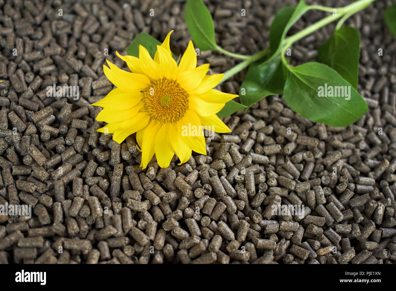Schwarz pellets Pellets aus Sonnenblumen Pflanzen Stockfoto