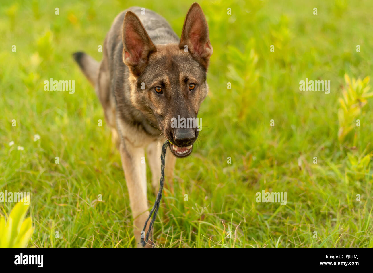 Ein schöner Deutscher Schäferhund stehend auf dem grünen Gras, während eine Kugel an einem sonnigen Tag. Stockfoto