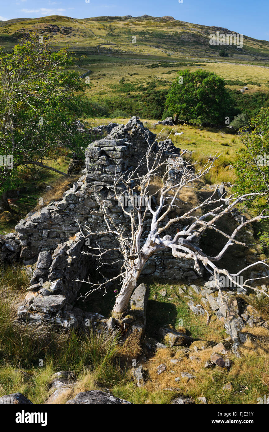 Anzeigen NW über die dachlosen Ruine von hafod Fach C 17 crogloft (crog - lofft) Cottage NW der Hafod y Garreg im östlichen Carneddau, Snowdonia, North Wales Stockfoto