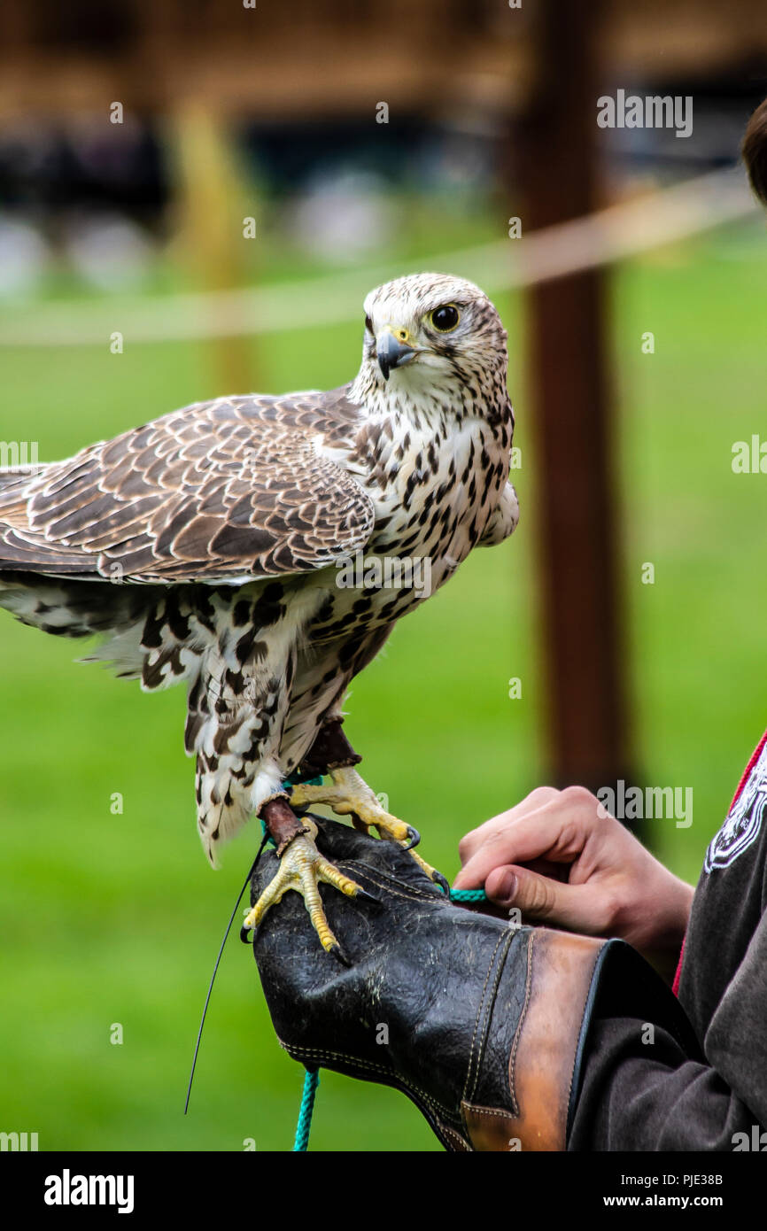 Falcon und der Greifvorrichtung Stockfoto