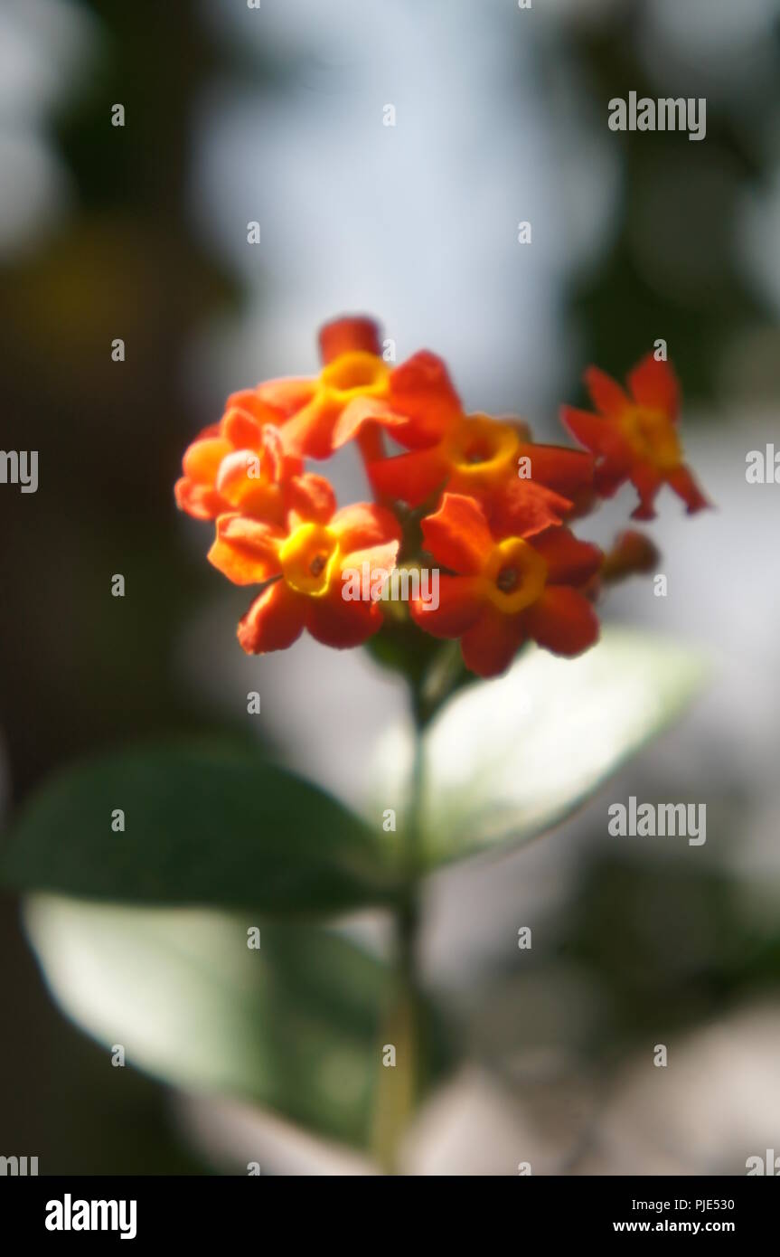 Gros Plan de fleurs orange et rouge de Lantana camara Verbenaceae, Nahaufnahme einer rot und orange Lantana camara Blume groß - Salbei, wild - Salbei, Rot - Salbei, w Stockfoto