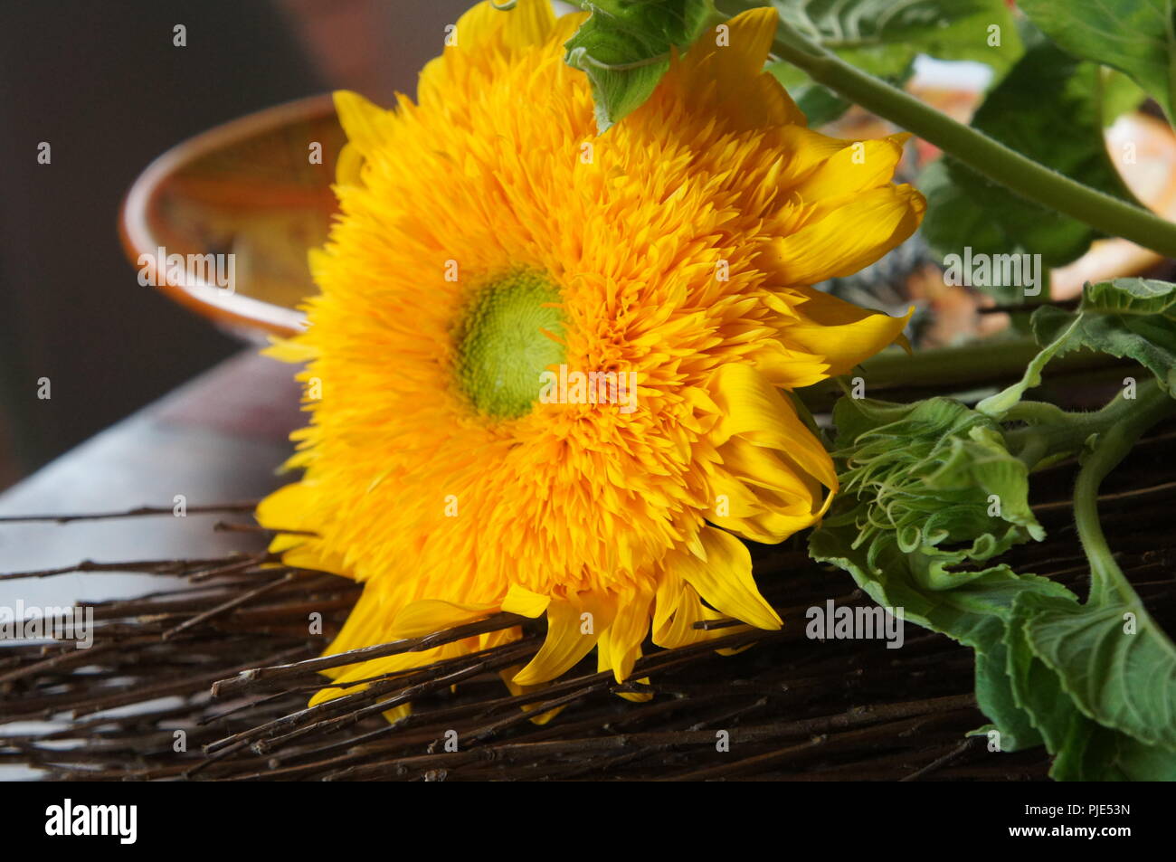 Sonnenblume teddy bear Helianthus annuus Orange, Tournesol Teddybär Helianthus annuus Orange, Osito de peluche Helianthus annuus Naranja, Sonnenblumen Stockfoto