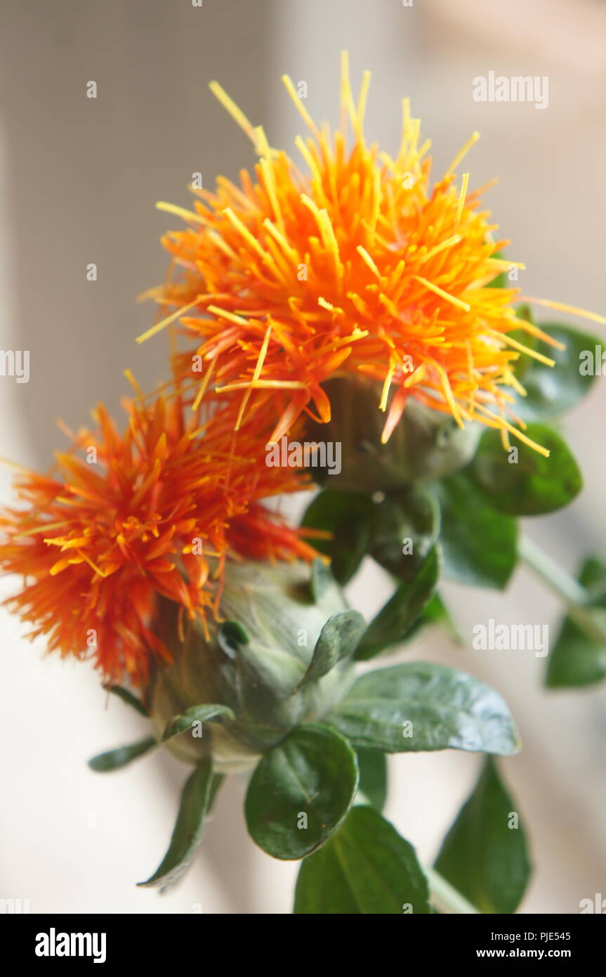 Fleurs de Carthamus tinctorius Carthamusblüte Tinctorius orange, orange, Carthamus tinctorius Blume orange, Carthamus tinctorius Blume orange Stockfoto