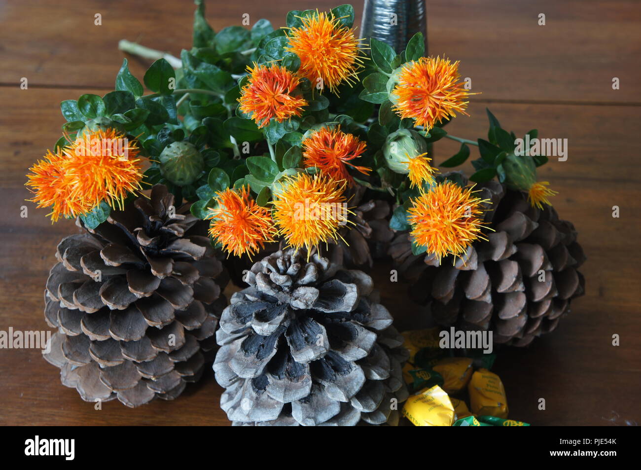 Fleurs Orangen de Carthamus tinctorius dans un-Einrichtung de Tissus de Soie, Flores anaranjadas de Carthamus tinctorius en una decoración de Tela de Seda, Stockfoto