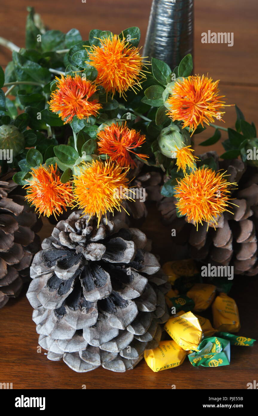 Fleurs Orangen de Carthamus tinctorius dans un-Einrichtung de Tissus de Soie, Flores anaranjadas de Carthamus tinctorius en una decoración de Tela de Seda, Stockfoto